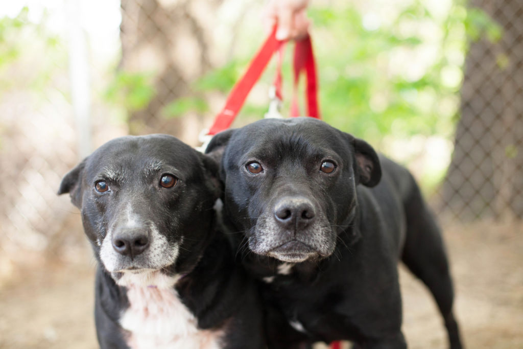 two dogs available for adoption Photo by Barkley and Co. www.barkleyandco.com
